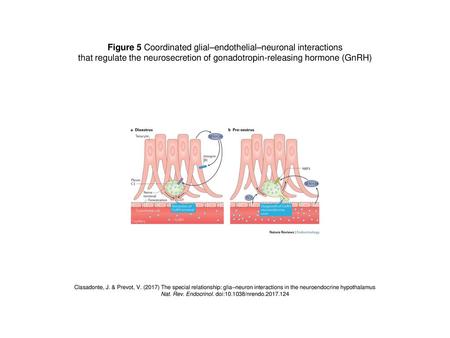 Figure 5 Coordinated glial–endothelial–neuronal interactions