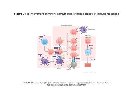 Nat. Rev. Rheumatol. doi: /nrrheum