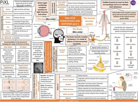 AQA GCSE HOMEOSTASIS AND RESPONSE part 1 The human nervous system