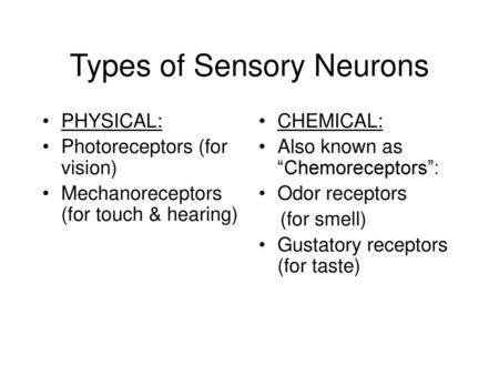 Types of Sensory Neurons