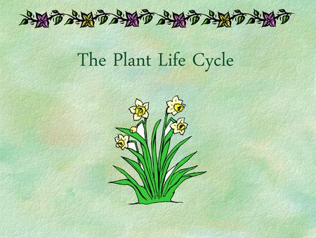 The Plant Life Cycle.