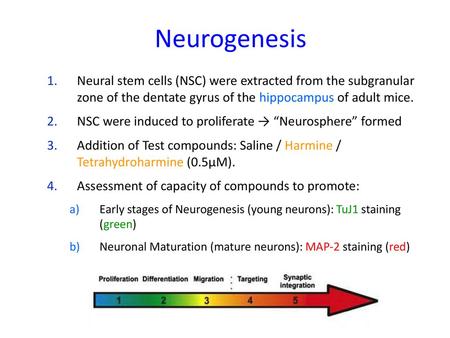 Neurogenesis Neural stem cells (NSC) were extracted from the subgranular zone of the dentate gyrus of the hippocampus of adult mice. NSC were induced.