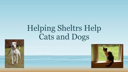 Helping Sheltrs Help Cats and Dogs