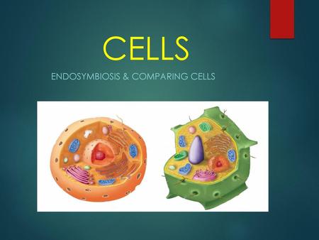 Endosymbiosis & Comparing Cells