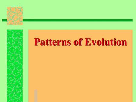 Patterns of Evolution 1.