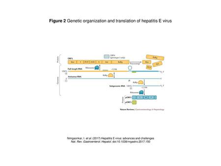 Figure 2 Genetic organization and translation of hepatitis E virus