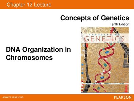 DNA Organization in Chromosomes