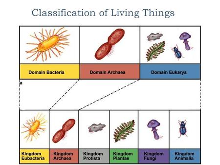 Classification of Living Things