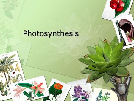 Photosynthesis.