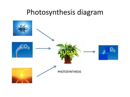 Photosynthesis diagram