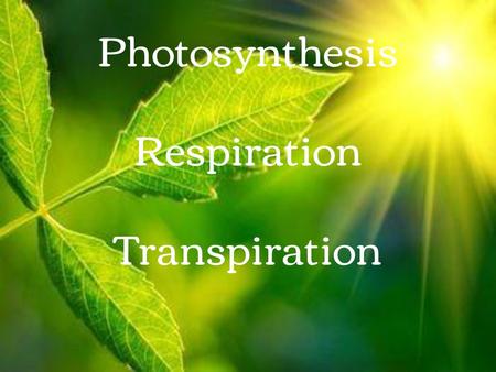 Photosynthesis Respiration Transpiration