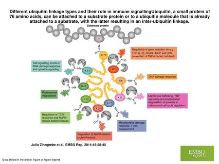 Different ubiquitin linkage types and their role in immune signallingUbiquitin, a small protein of 76 amino acids, can be attached to a substrate protein.