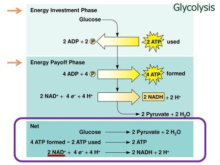 Glycolysis You only need to remember the details of the “net”