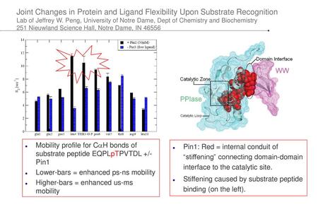 Joint Changes in Protein and Ligand Flexibility Upon Substrate Recognition Lab of Jeffrey W. Peng, University of Notre Dame, Dept of Chemistry and Biochemistry.