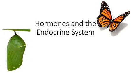 Hormones and the Endocrine System