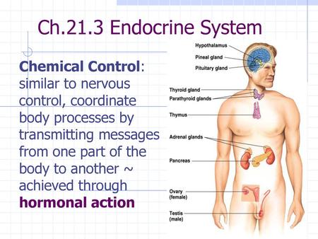 Ch.21.3 Endocrine System Chemical Control: similar to nervous control, coordinate body processes by transmitting messages from one part of the body to.