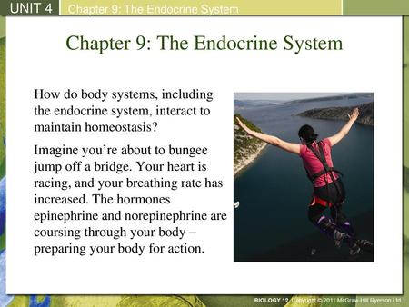 Chapter 9: The Endocrine System