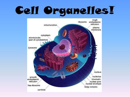 Cell Organelles!.