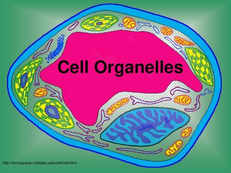 Cell Organelles http://koning.ecsu.ctstateu.edu/cell/cell.html.