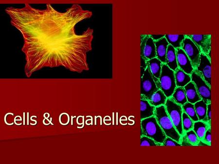 Cells & Organelles.