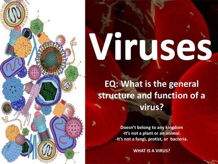 Viruses EQ: What is the general structure and function of a virus?