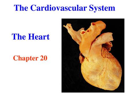 The Cardiovascular System