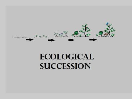 Ecological Succession