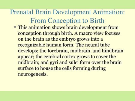 Prenatal Brain Development Animation: From Conception to Birth