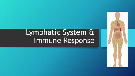 Lymphatic System & Immune Response