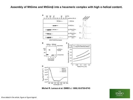 Assembly of MtGimα and MtGimβ into a hexameric complex with high α‐helical content. Assembly of MtGimα and MtGimβ into a hexameric complex with high α‐helical.