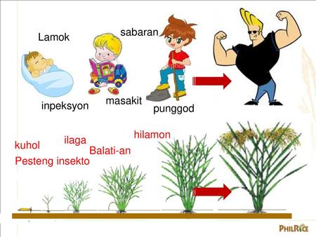 Lamok inpeksyon sabaran masakit punggod Pesteng insekto Balati-an