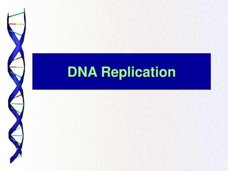 DNA Replication.