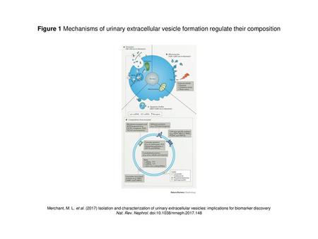 Nat. Rev. Nephrol. doi: /nrneph