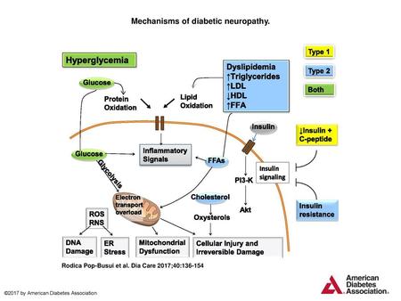 Mechanisms of diabetic neuropathy.