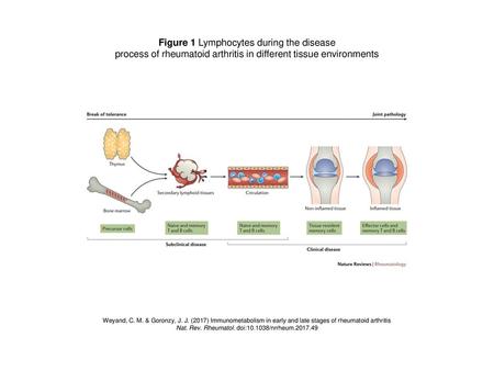 Figure 1 Lymphocytes during the disease