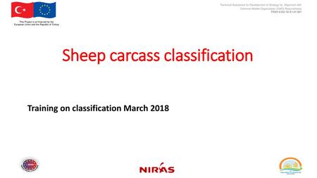 Sheep carcass classification