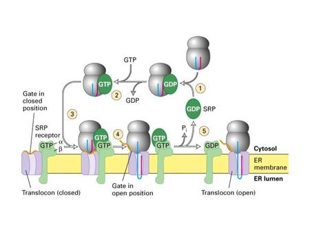 Modified tRNAs allowed isolation (cross-linking approach) and analysis (fluorescence quenching ) of translocation channel.