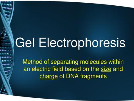 Gel Electrophoresis Method of separating molecules within an electric field based on the size and charge of DNA fragments.