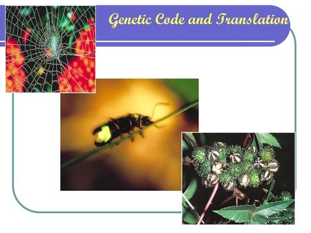 Genetic Code and Translation