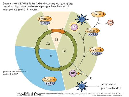 modified from: cell division genes activated