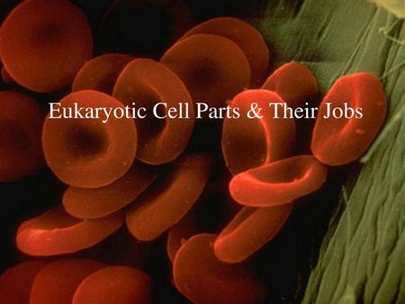 Eukaryotic Cell Parts & Their Jobs