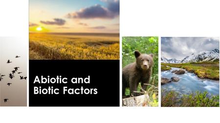 Abiotic and Biotic Factors