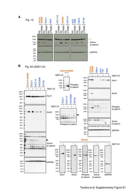 A B Fig. 1C Fig. 2A (G007-LK) Tanaka et al. Supplementary Figure S1 -