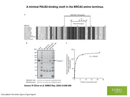 A minimal PALB2‐binding motif in the BRCA2 amino terminus.