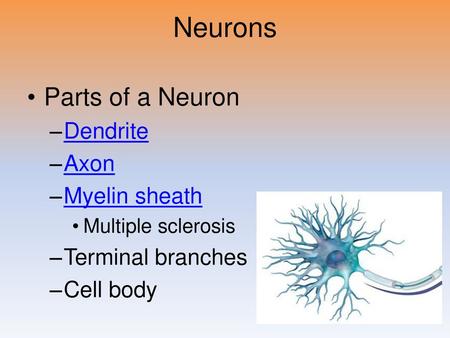 Neurons Parts of a Neuron Dendrite Axon Myelin sheath