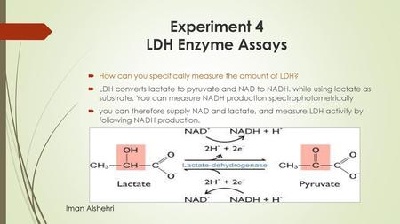 Experiment 4 LDH Enzyme Assays