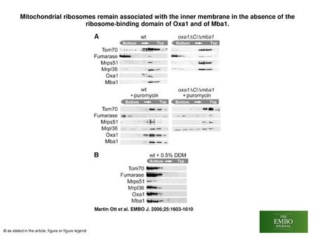 Mitochondrial ribosomes remain associated with the inner membrane in the absence of the ribosome‐binding domain of Oxa1 and of Mba1. Mitochondrial ribosomes.