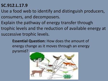 SC.912.L.17.9 Use a food web to identify and distinguish producers, consumers, and decomposers. Explain the pathway of energy transfer through trophic.