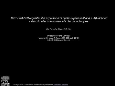 MicroRNA-558 regulates the expression of cyclooxygenase-2 and IL-1β-induced catabolic effects in human articular chondrocytes  S.J. Park, E.J. Cheon,