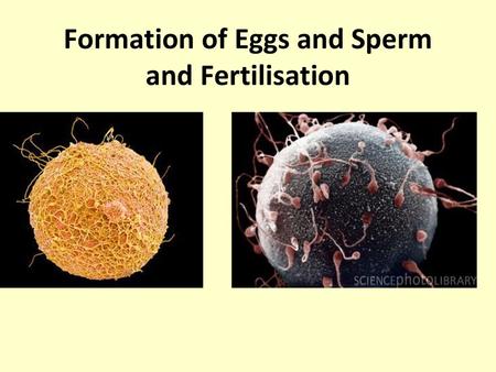 Formation of Eggs and Sperm and Fertilisation